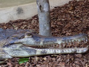 Male Ts - Crocodiles of the World